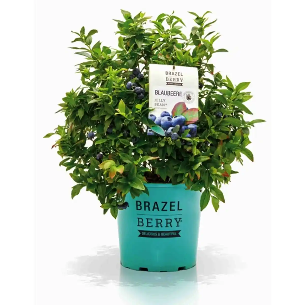 Bild 1 von Garten-Heidelbeere, Topf Durchmesser: 21 cm, blau