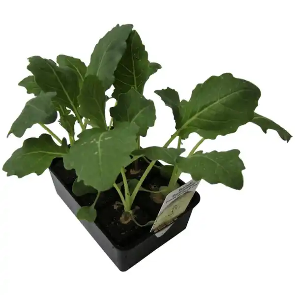 Bild 2 von Kohlrabi, 6-er Schale, bio, weiß