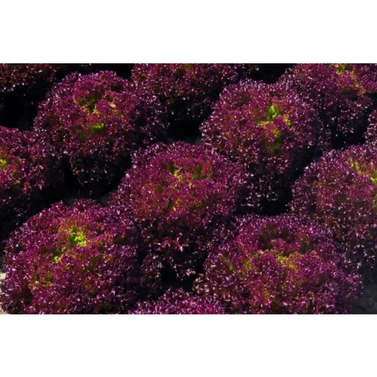 Bild 3 von Pflanze, Eichenlaubsalat, 6er Schale