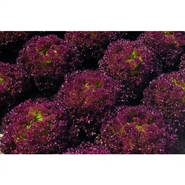 Bild 3 von Pflanze, Eichenlaubsalat, 6er Schale