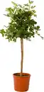 Bild 1 von Feigenbaum Ficus Carica Stamm, 140-150 cm hoch 28 cm Topf