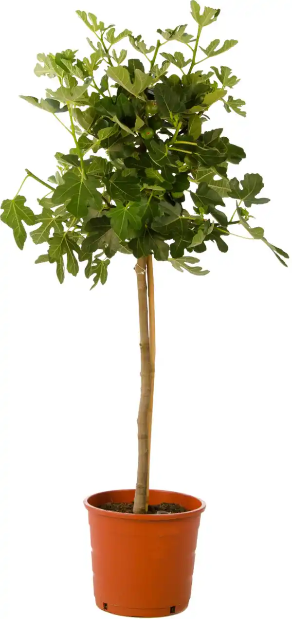 Bild 1 von Feigenbaum Ficus Carica Stamm, 140-150 cm hoch 28 cm Topf