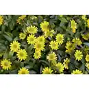 Bild 3 von Husarenknöpfchen, Sanvitalia procumbens, Blüte: gelb