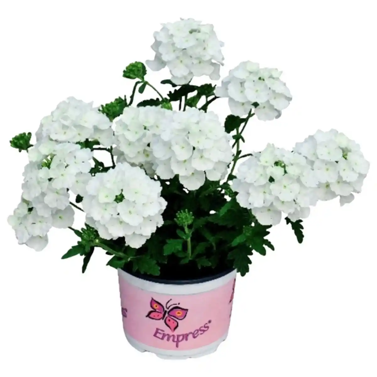 Bild 1 von Eisenkraut, Verbena, Blüte: bunt