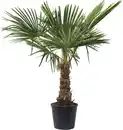 Bild 1 von Trachycarpus fortunei Chinesische Hanfpalme 36 cm Topf