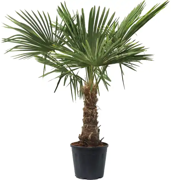Bild 1 von Trachycarpus fortunei Chinesische Hanfpalme 36 cm Topf