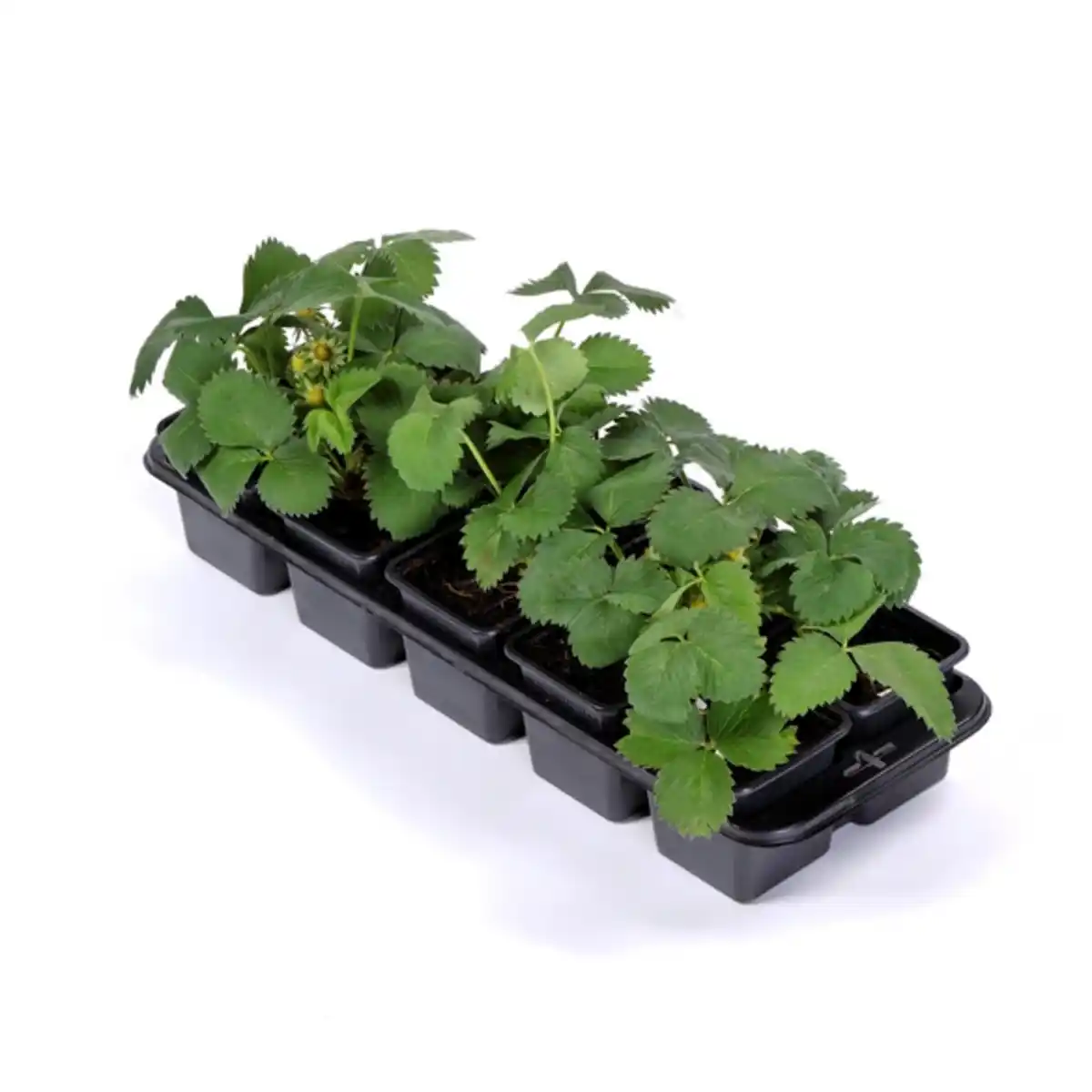 Bild 2 von Erdbeeren, Fragaria x ananassa »in Sorten«, aufrechter Wuchs