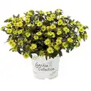 Bild 2 von Husarenknöpfchen, Sanvitalia procumbens, Blüte: gelb