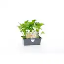 Bild 1 von Pflanze, Sellerie, 6er Schale