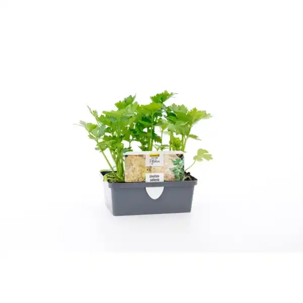 Bild 1 von Pflanze, Sellerie, 6er Schale