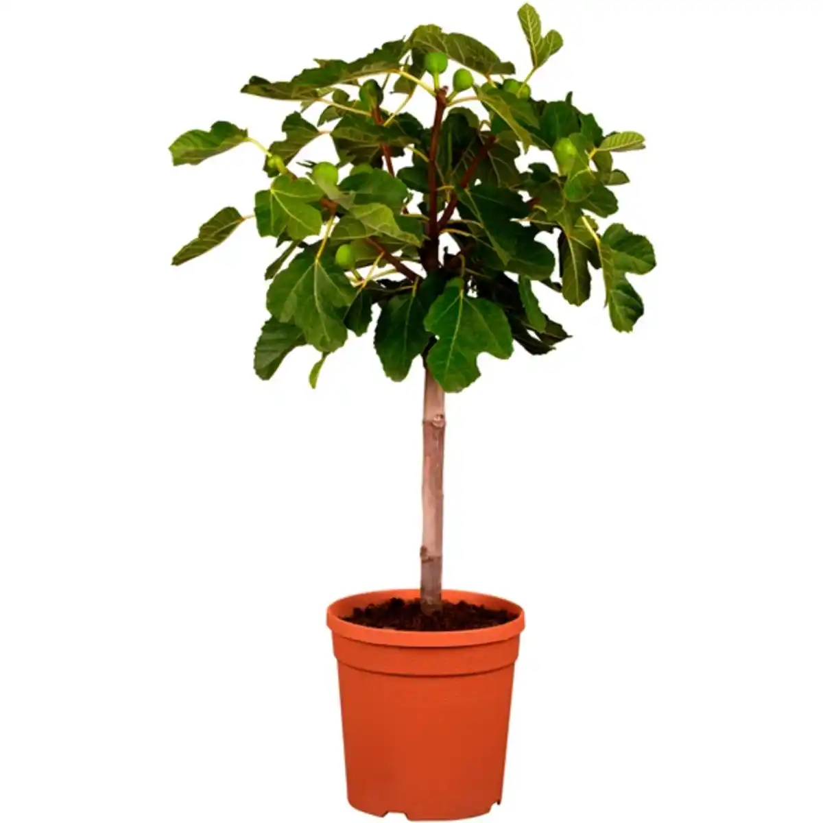 Bild 1 von Feigenbaum »Ficus carica«, Höhe: 80-90 cm