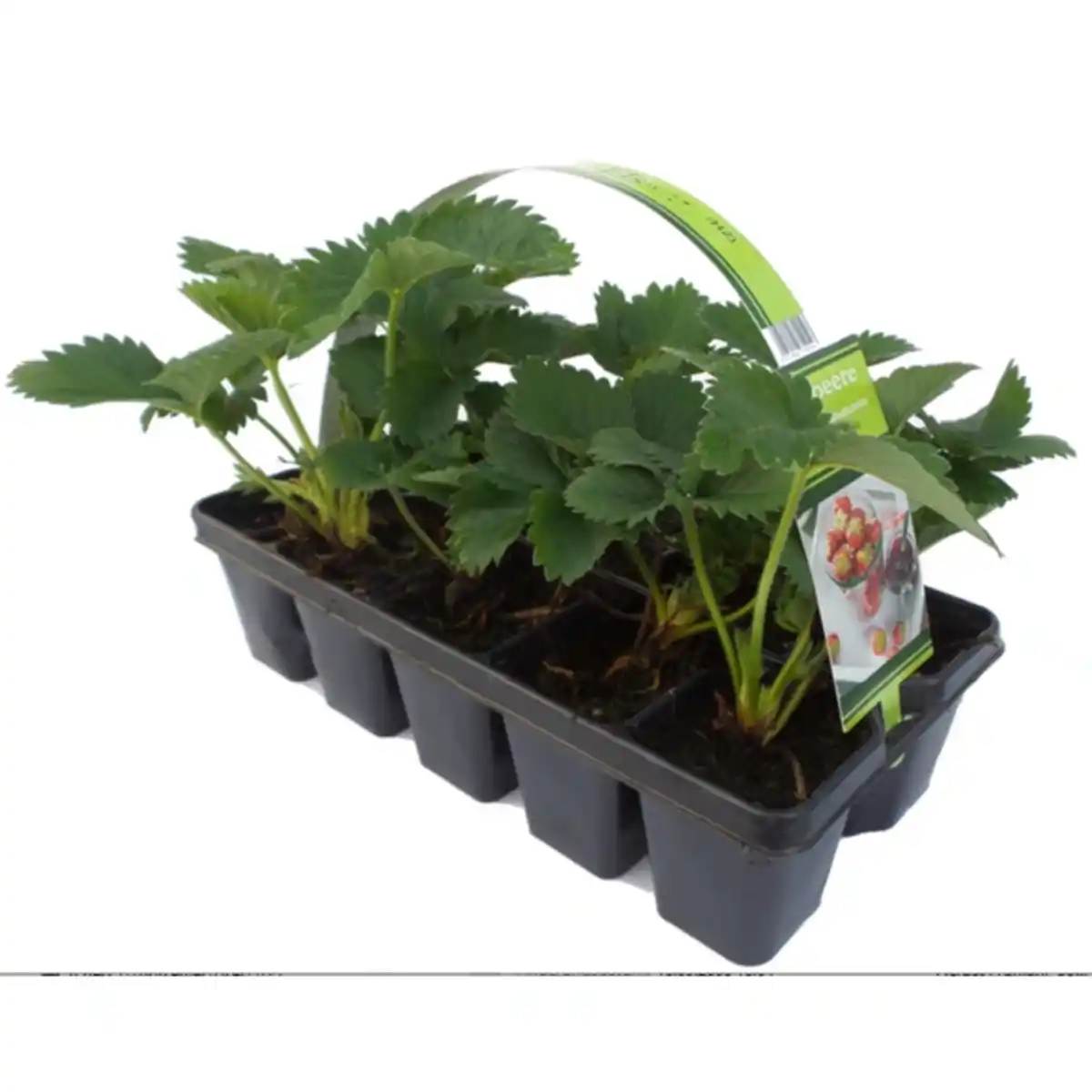 Bild 1 von Erdbeeren, Fragaria x ananassa »in Sorten«, aufrechter Wuchs