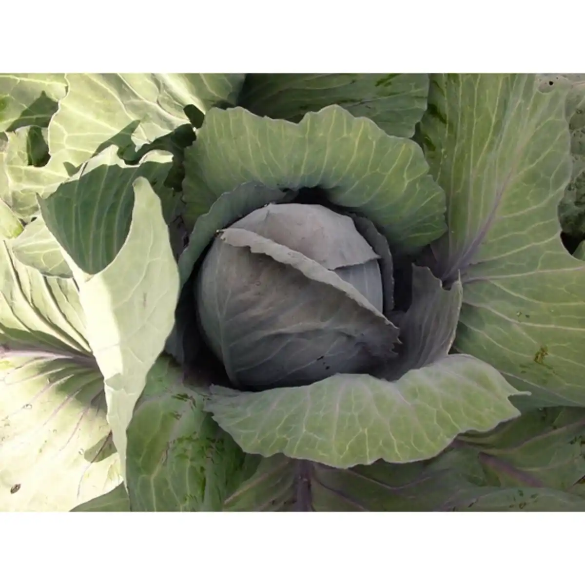 Bild 1 von Pflanze, Rotkohl, 6er Schale