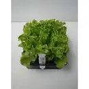 Bild 1 von Salat »Cameron«, 6-er Schale, bio