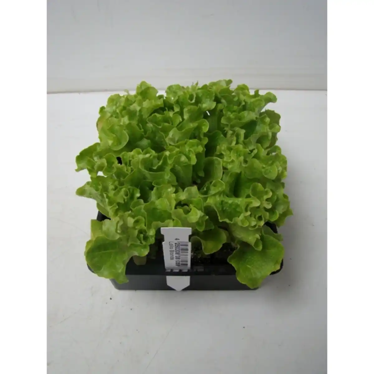 Bild 1 von Salat »Cameron«, 6-er Schale, bio