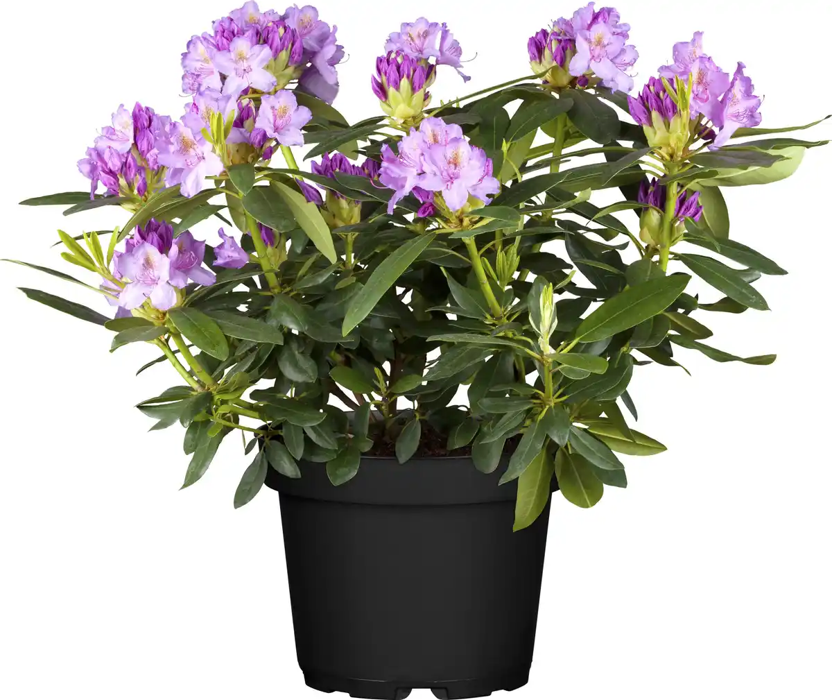 Bild 1 von Rhododendron Hybriden in Sorten H ca 40 - 50 cm 5 l Container
