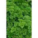 Bild 1 von Petersilie, Petroselinum crispum »Grüne Perle«, aktuelle Pflanzenhöhe ca.: 10 cm