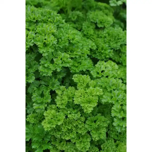 Bild 1 von Petersilie, Petroselinum crispum »Grüne Perle«, aktuelle Pflanzenhöhe ca.: 10 cm