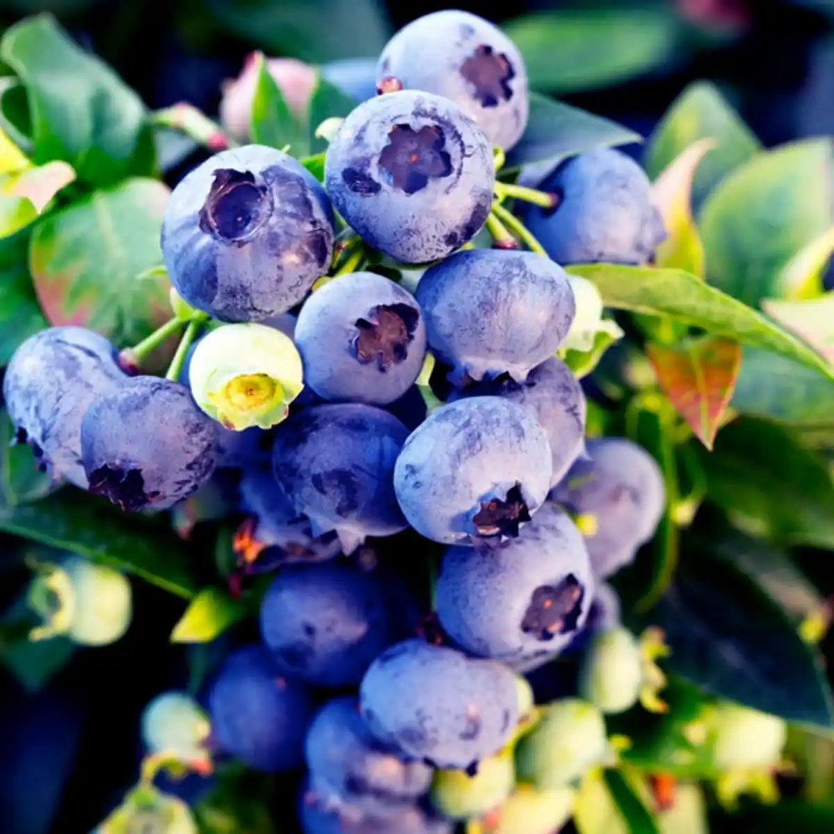 Bild 2 von Garten-Heidelbeere, Topf Durchmesser: 21 cm, blau