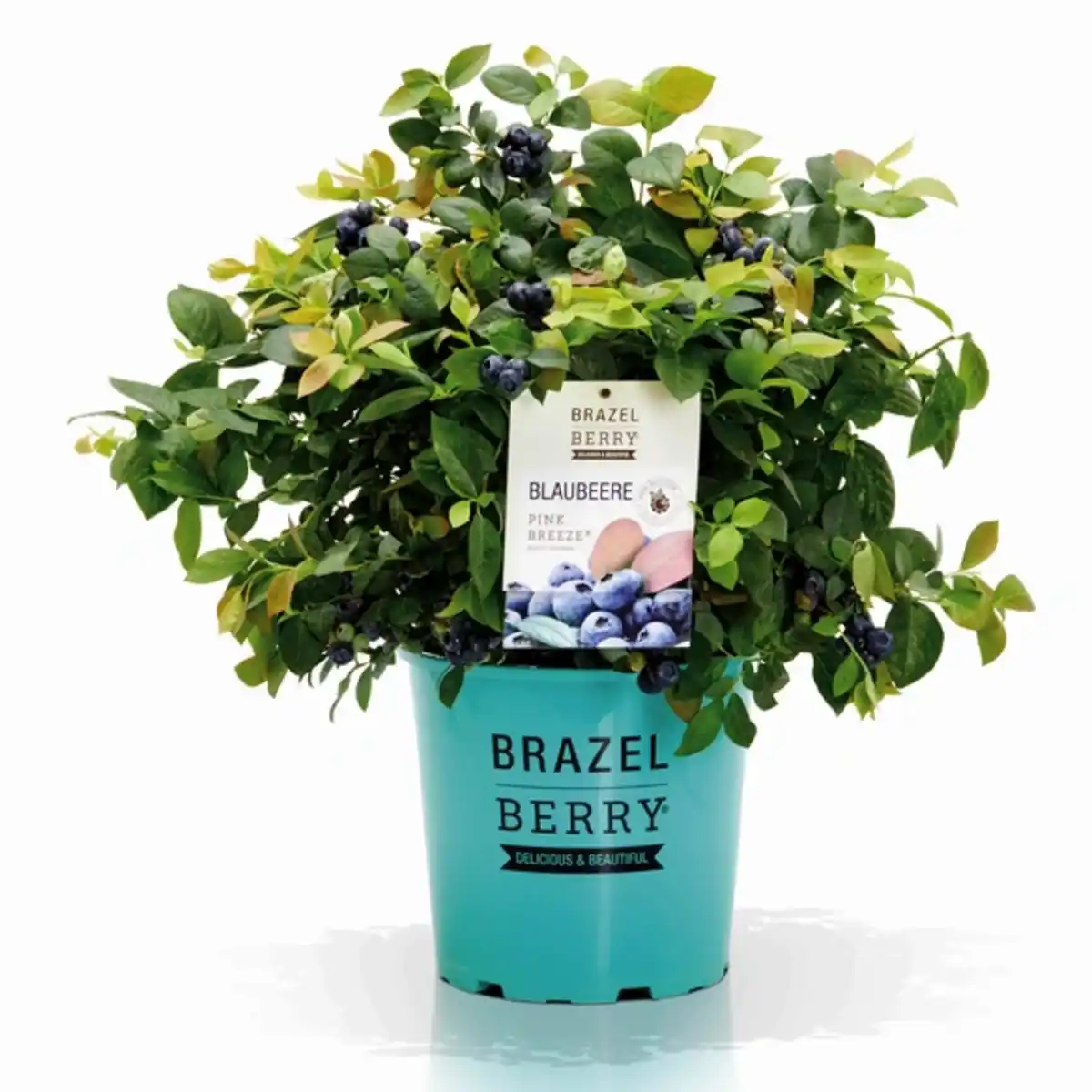 Bild 1 von Garten-Heidelbeere, mehrjaehrig, rosa