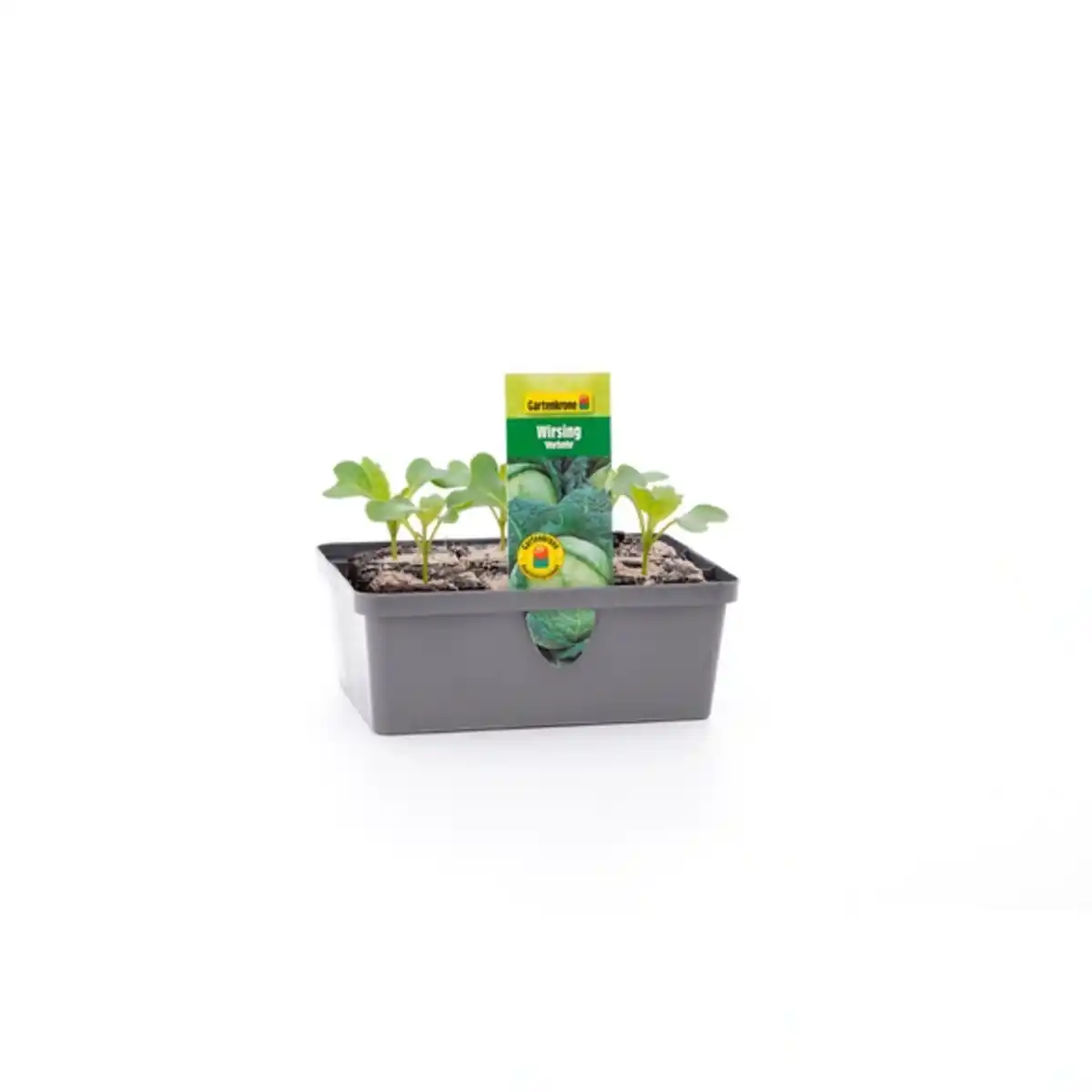 Bild 2 von Pflanze, Wirsingkohl, 6er Schale