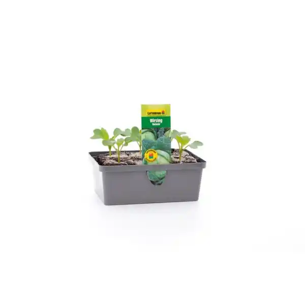 Bild 2 von Pflanze, Wirsingkohl, 6er Schale