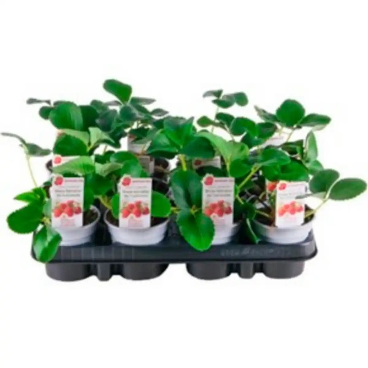 Bild 1 von Pflanze, Erdbeere, Lebenszyklus: mehrjährig