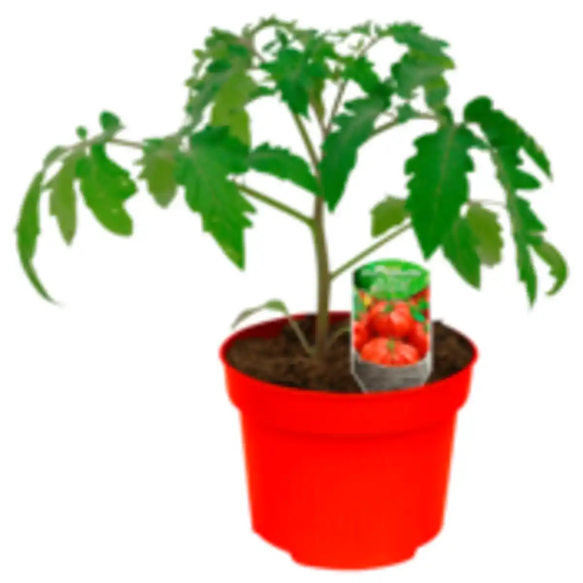 Bild 1 von Tomatenpflanze »Historische Sorte«