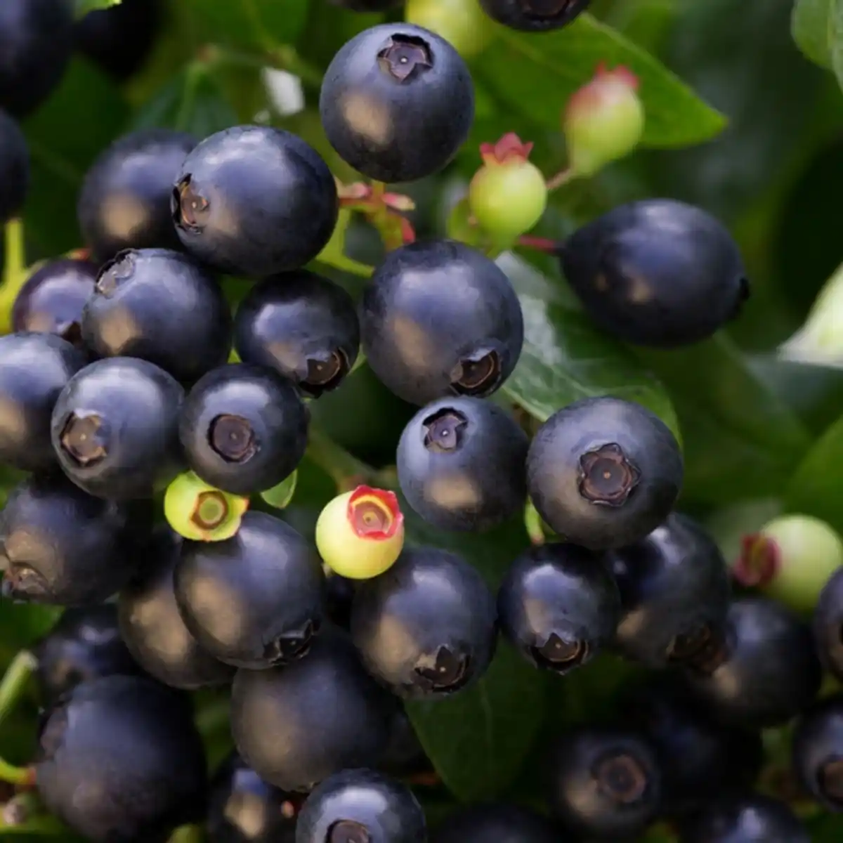 Bild 2 von Heidelbeere Vaccinium angustifolium »Berry Bux'«