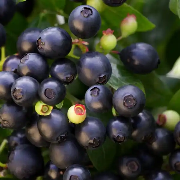 Bild 2 von Heidelbeere Vaccinium angustifolium »Berry Bux'«