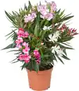 Bild 1 von Rosenlorbeer Oleander Busch H 50 - 60 cm 19 cm Topf