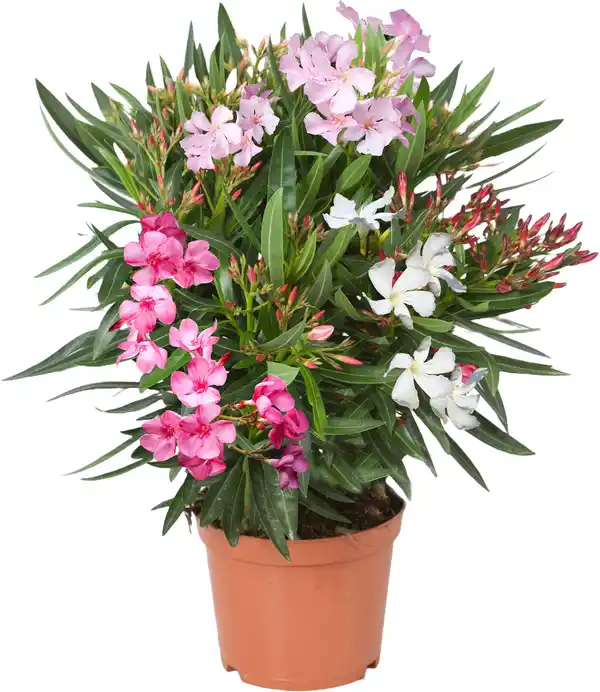 Bild 1 von Rosenlorbeer Oleander Busch H 50 - 60 cm 19 cm Topf