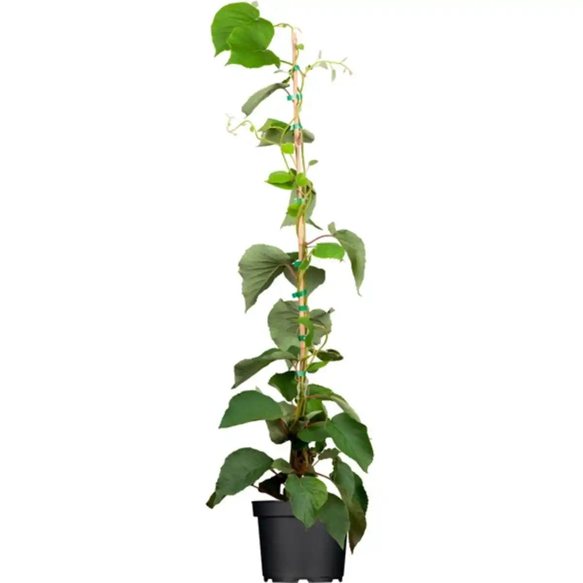 Bild 1 von Kiwi »Actinidia chinensis«, Höhe: 90-100 cm