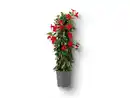 Bild 1 von Dipladenia Pyramide