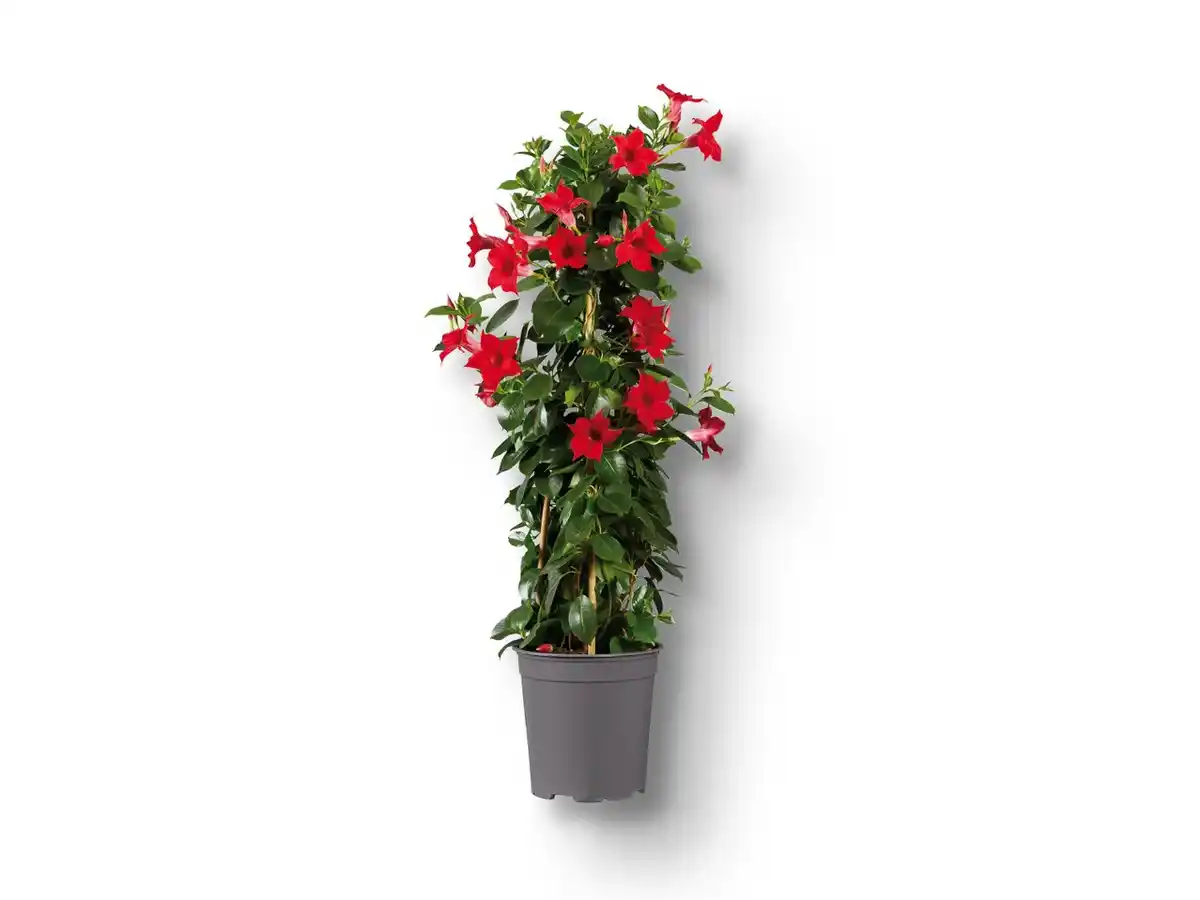 Bild 1 von Dipladenia Pyramide