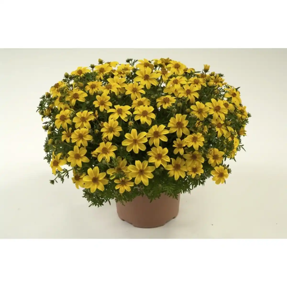 Bild 1 von Goldmarie, Bidens ferulifolia, Blüte: gelb, einfach
