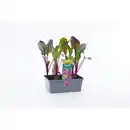 Bild 1 von Pflanze, Kohlrabi , 6er Schale