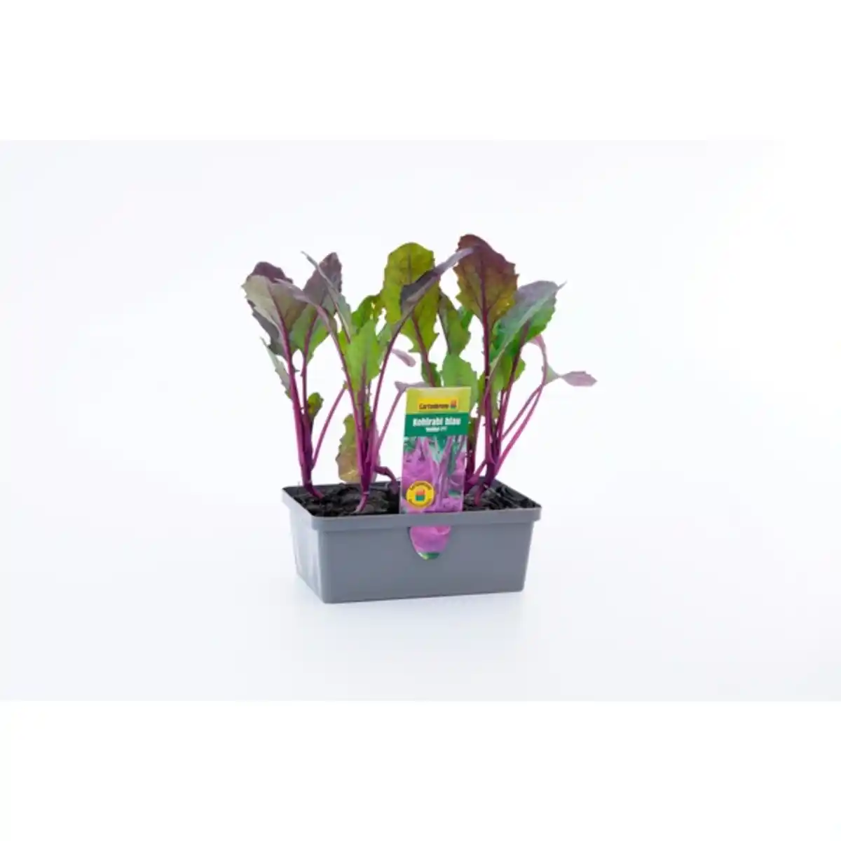 Bild 1 von Pflanze, Kohlrabi , 6er Schale