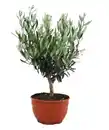 Bild 1 von Olea europaea Tarrina Olivenbaum Schale 20 cm