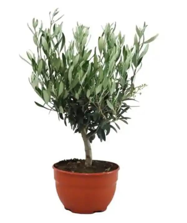 Bild 1 von Olea europaea Tarrina Olivenbaum Schale 20 cm