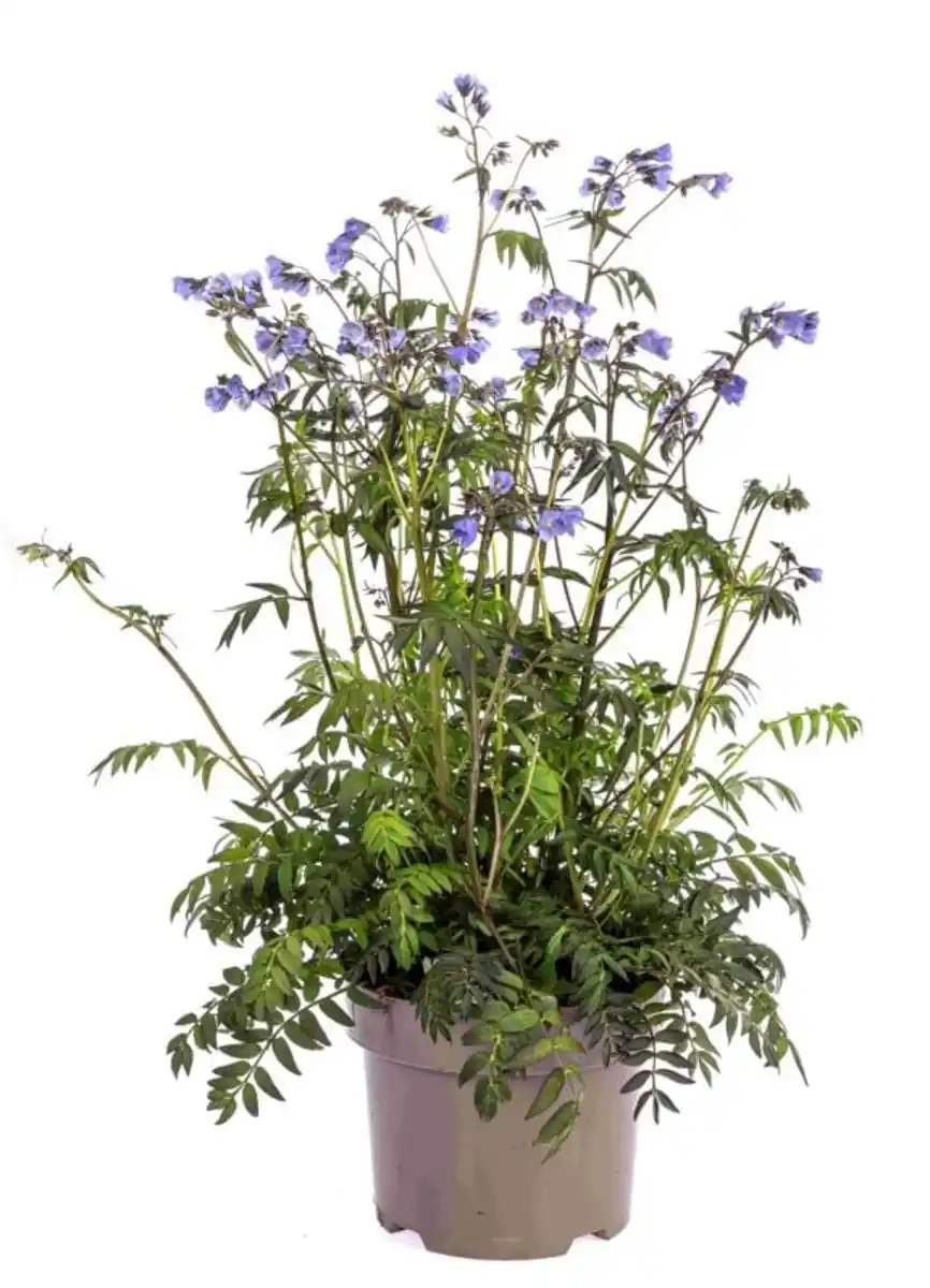 Bild 1 von Polemonium caeruleum Heaven Scent Jakobsleiter 19 cm Topf