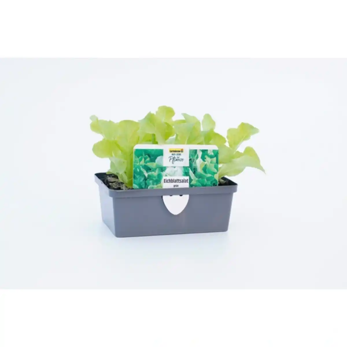 Bild 2 von Pflanze, Eichenlaubsalat, 6er Schale