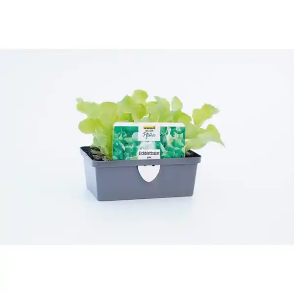 Bild 2 von Pflanze, Eichenlaubsalat, 6er Schale