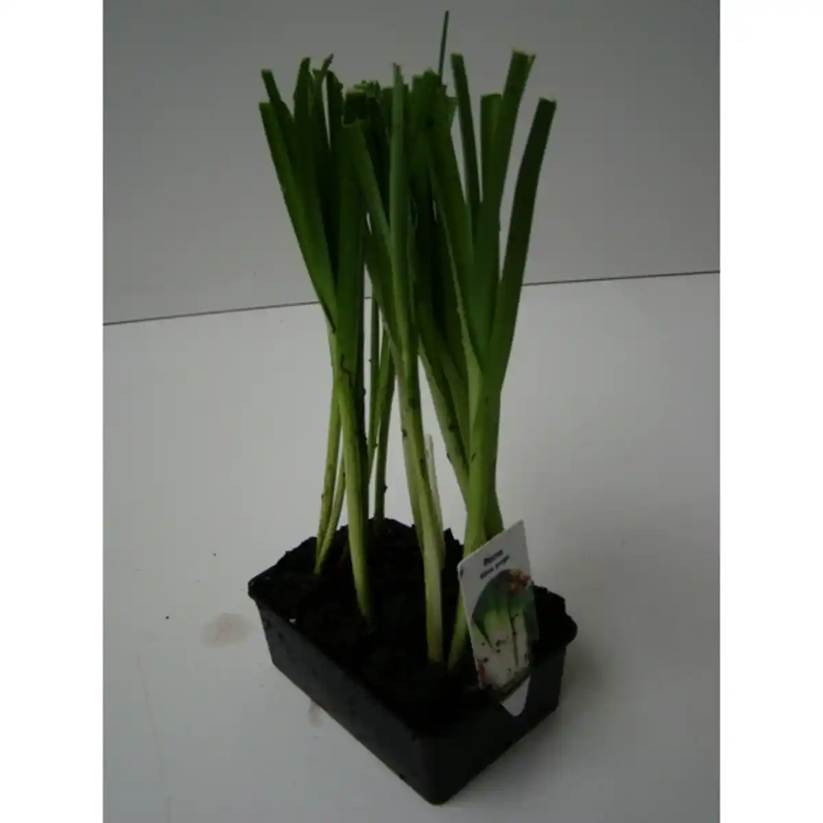 Bild 3 von Pflanze, Porree, 6er Schale