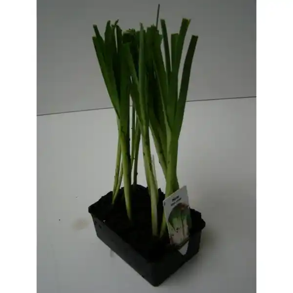 Bild 3 von Pflanze, Porree, 6er Schale