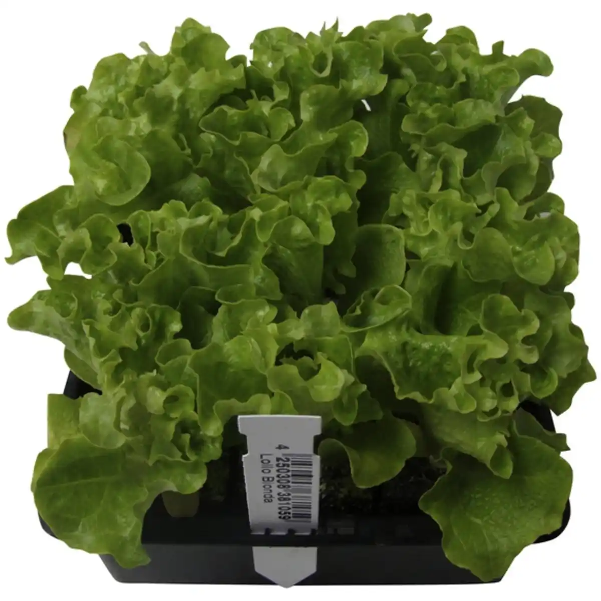 Bild 2 von Salat »Cameron«, 6-er Schale, bio