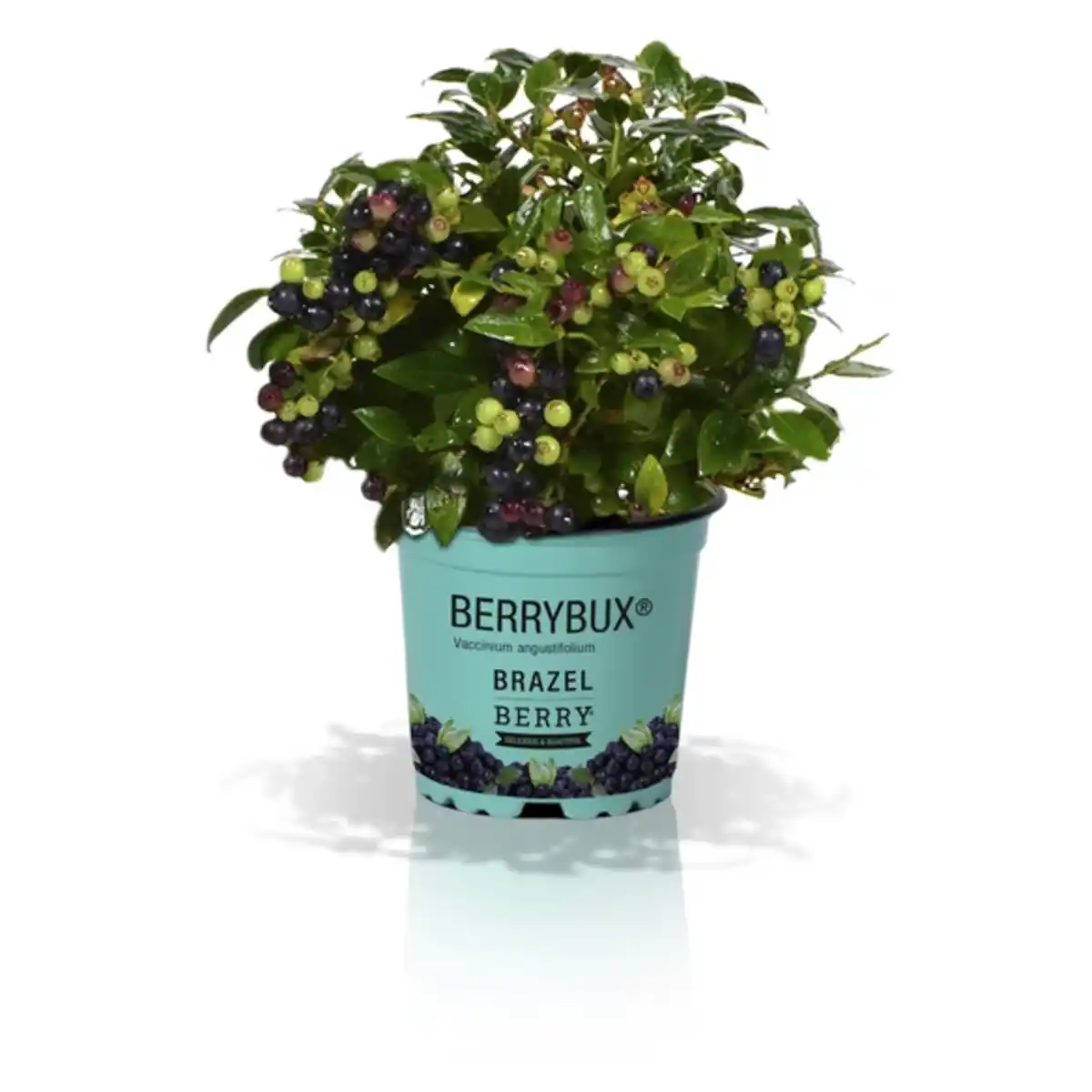 Bild 1 von Heidelbeere Vaccinium angustifolium »Berry Bux'«