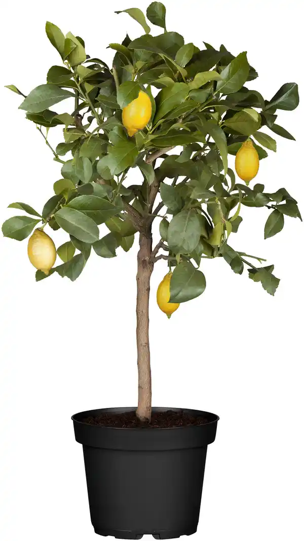 Bild 1 von Zitruspflanze H ca. 60 cm 18 cm Topf