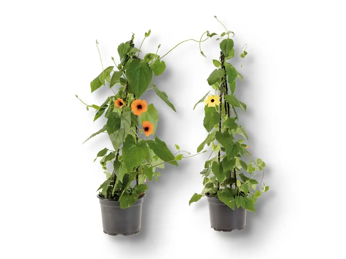 Bild 1 von Thunbergia