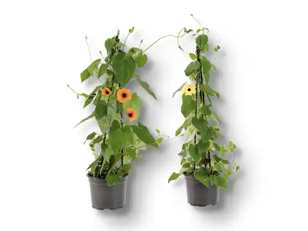 Bild 1 von Thunbergia